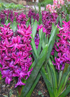 hyacinths-c.jpg