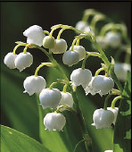 lily-of-the-valley.jpg