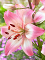 Rosella's Dream - Asiatic Lilium