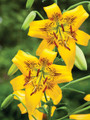 Yellow Brush - Tiger Lily