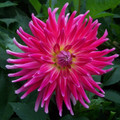 Superior - Cactus Dahlia