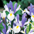 Silver Beauty - Dutch Iris
