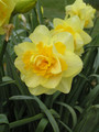 Unique - Double Daffodil