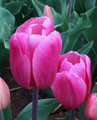 Ace Pink - Triumph Tulips