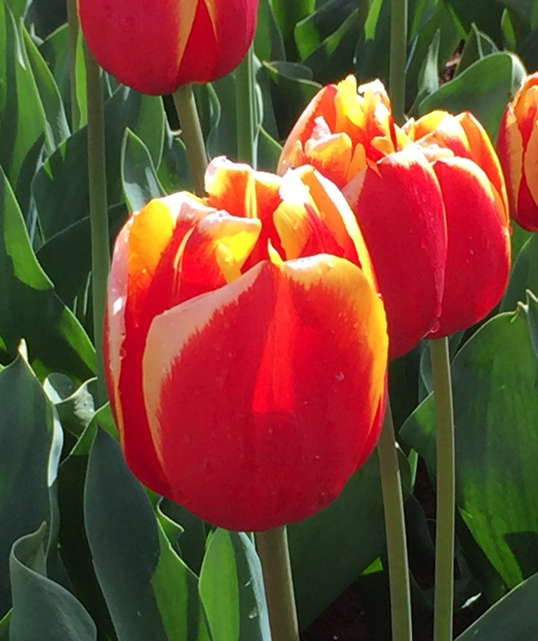rambo-triumph-tulip-tulips-with-a-difference