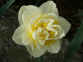 Atholl Palace - Double Daffodil