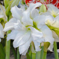 Ice Queen Hippeastrum