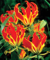 Gloriosa Superba (Flame Lily)