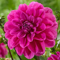 Winkie Cavileer - Decorative Dahlia
