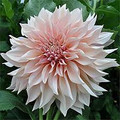 Cafe Au Lait - Giant Decorative Dahlia