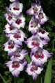 Vista - Gladiolus