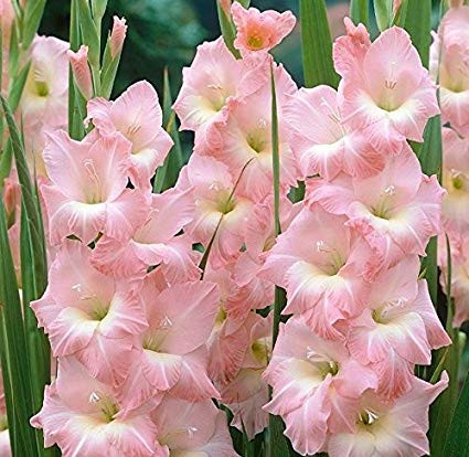 Rose Supreme Gladiolus Tulips With A Difference