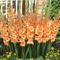 Olympic Flame - Gladiolus
