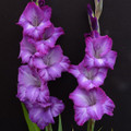Chemistry - Gladiolus