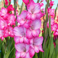 Cantate - Gladiolus