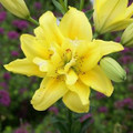 Mixed Colours - Double Liliums