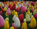 Single Late Tulips Mixed Colour