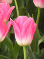 Bulk Tulips - Dynasty Triumph Tulip