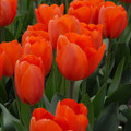 Bulk Tulips - Orange Balloon Darwin Hybrid