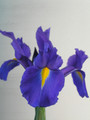 Discovery - Dutch Iris