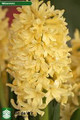 Yellow Stone - Hyacinth