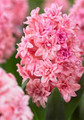 Spring Beauty - Double Hyacinth