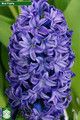 Blue Trophy - Hyacinth