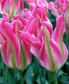 Virichic - Lily Flowering Tulips