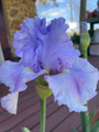Lavender Park - Bearded Iris