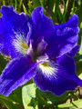 Phoenix Park - Louisiana Iris