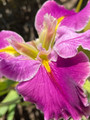 Popsie - Louisiana Iris