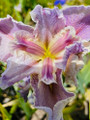 Rochester Lilac - Louisiana Iris