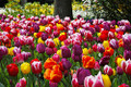 50/100 Mixed Triumph Tulips - Special Offer