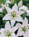 Navona - Asiatic Lilium