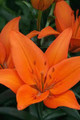Orange Ton - Asiatic Lilium
