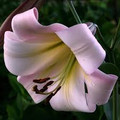 Eastern Moon - Oriental Trumpet Lilium