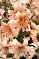 Pink Giant - Tiger Lily