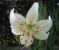 White Twinkle - Tiger Lily