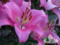 Pink Palace - Oriental Trumpet Lilium