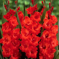 Cartago - Gladiolus