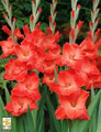 Live Oak - Gladiolus