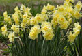 Yellow Cheerfulness - Multi-Headed Daffodil