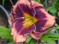 Awesome Blossom - Daylily