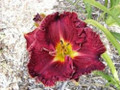 Hearts of Fire - Daylily
