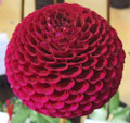 Pride of Place - Ball Dahlia