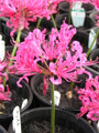 Nerines Mixed Colours