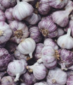 Garlic - Tasmanian Purple