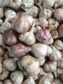 Garlic - Italian Pink
