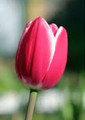 Furand -Triumph Tulip