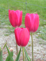 Bulk Tulips- Grandstyle Single Late Tulips